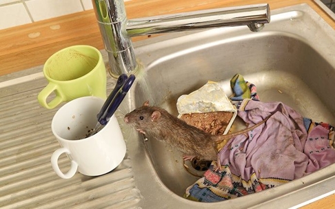 wet rat in dirty sink