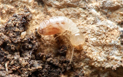 squirming termite on dirt