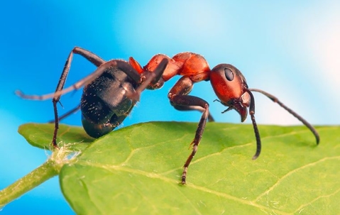 big carpenter ant up close to camera on leaf