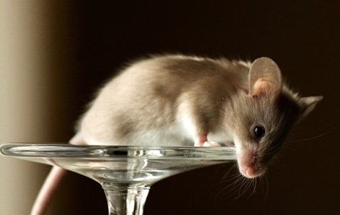 a mouse on the base of a wine glass