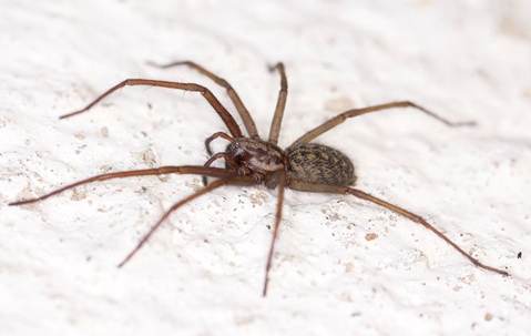 a spider crawling in a home