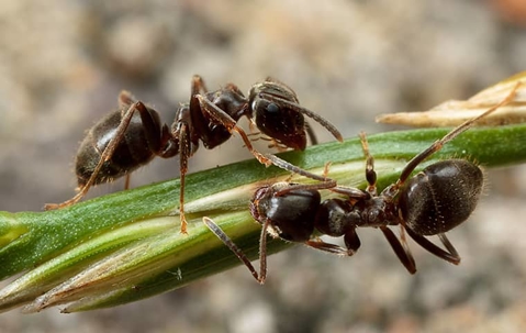 Carpenter ants
