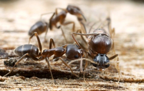 ants on wood