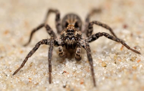 wolf spider on sand up close