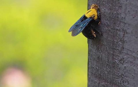 bee on a post