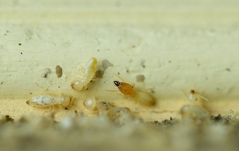 termites in a home