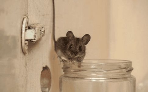 house mouse in kitchen cup