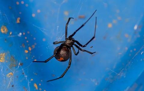 black widow spider making a web outside the house