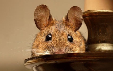 mouse on kitchen table