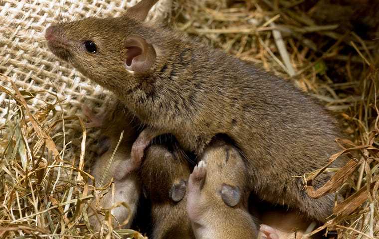 mouse with baby mice