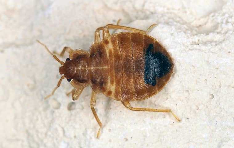 bed bug close up