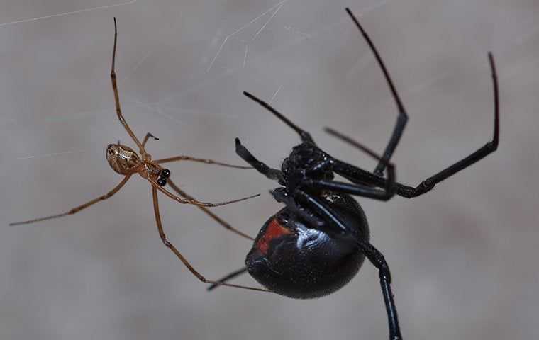 spider close up in nest