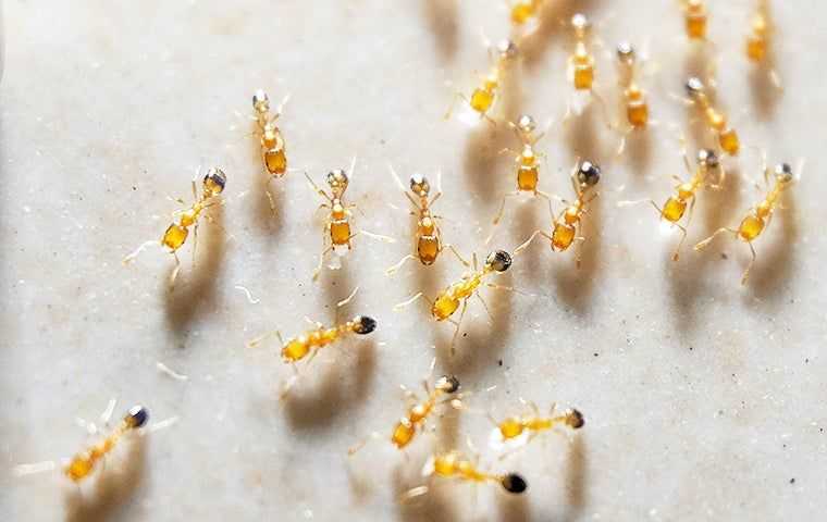 ants close up