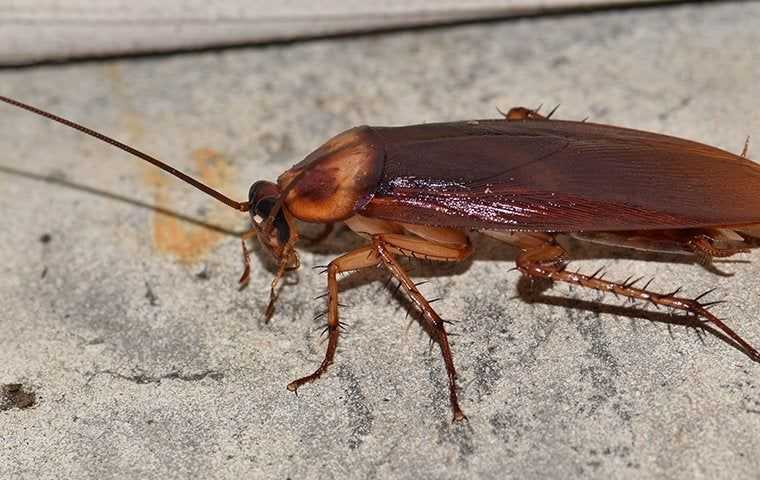 close up of cockroach