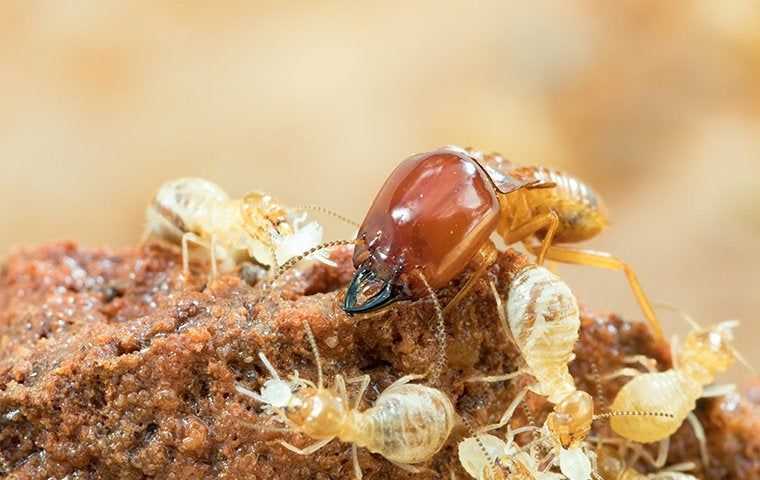 Termites close up