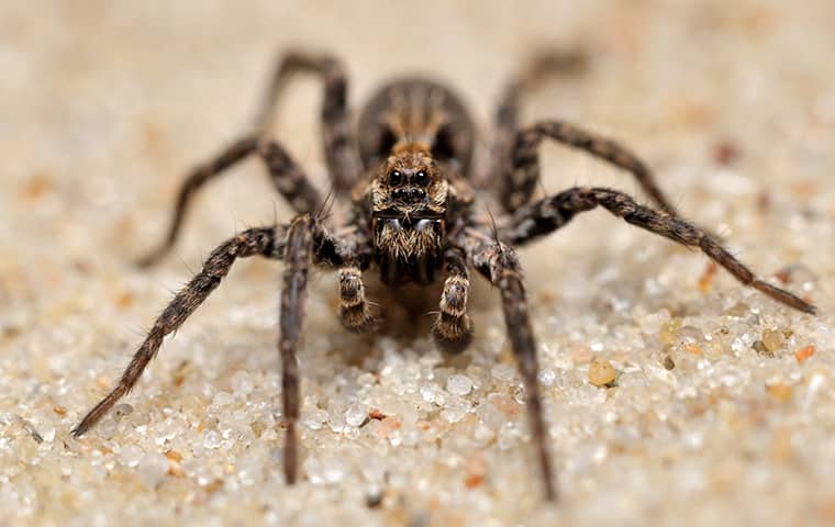 What Every Santa Barbara Resident Should Know About Wolf Spiders ...